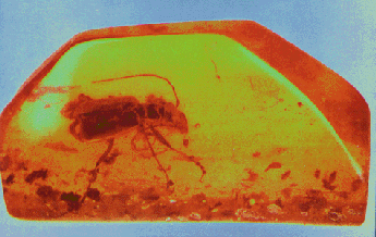 image of amber with a trapped bug