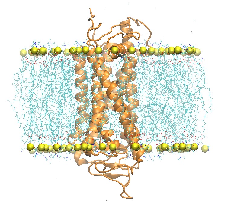 Rhodopsin_Side